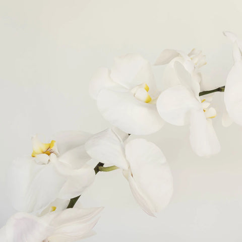 Phalaenopsis Orchid Stem - Image