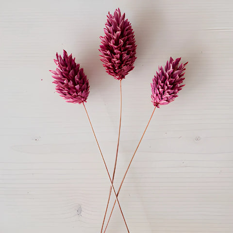 Antique Raspberry Dried Canary Grass