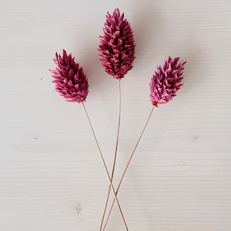 Antique Raspberry Dried Canary Grass