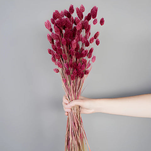 Antique Raspberry Dried Canary Grass