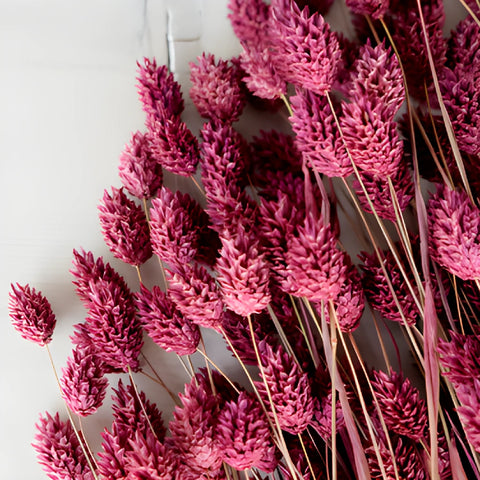 Antique Raspberry Dried Canary Grass