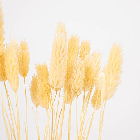 Natural Dried Canary Grass