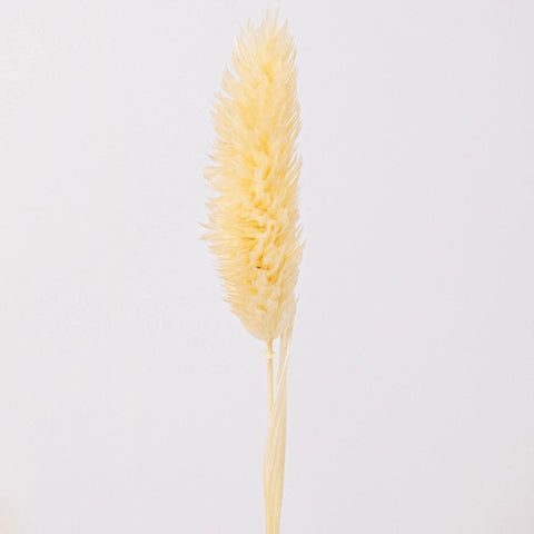 Natural Dried Canary Grass