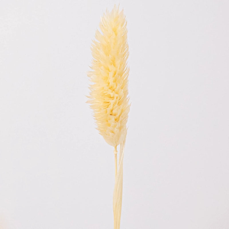 Natural Dried Canary Grass