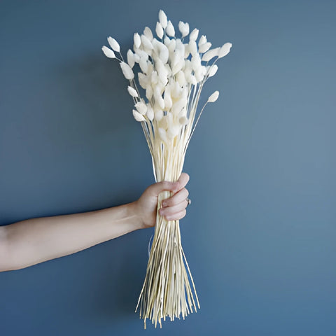 Light Blue Dried Canary Grass