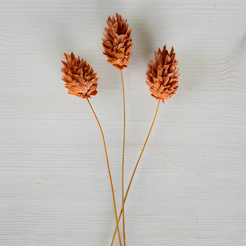 Dark Amber Dried Canary Grass