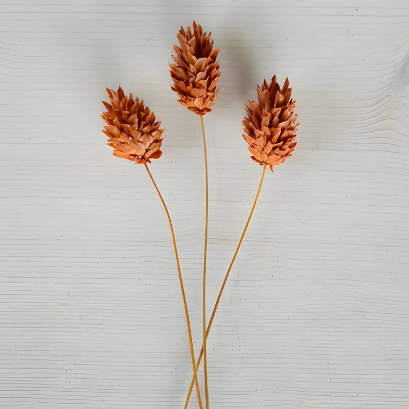 Dark Amber Dried Canary Grass