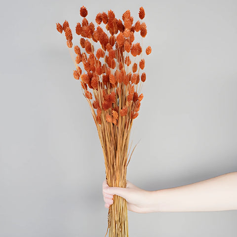 Dark Amber Dried Canary Grass