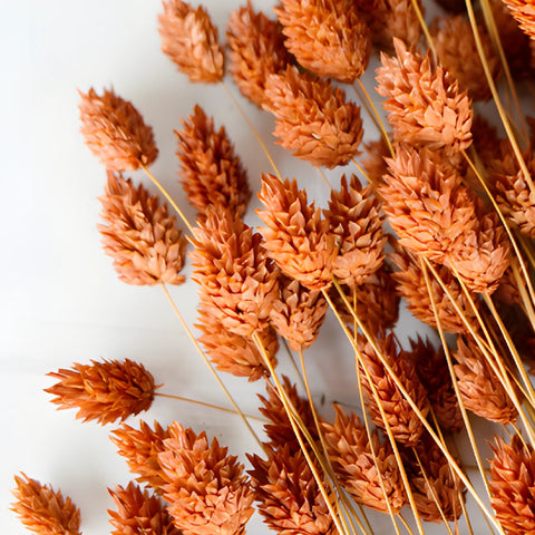 Dark Amber Dried Canary Grass