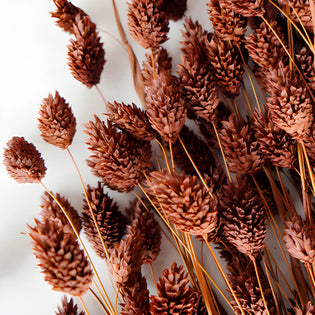 Chocolate Truffle Dried Canary Grass