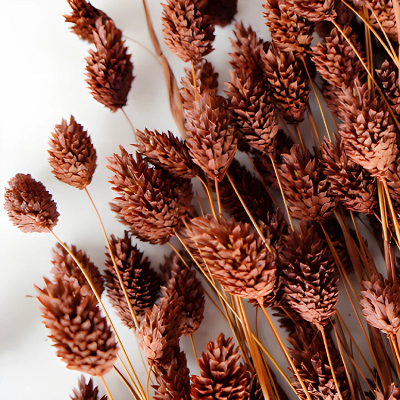 Chocolate Truffle Dried Canary Grass