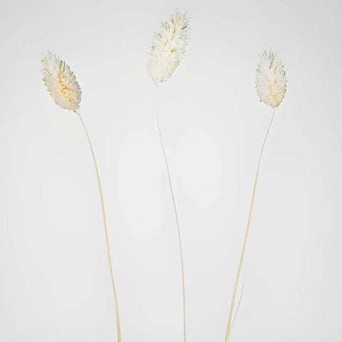 Dried White Canary Grass