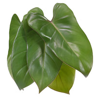 Phiesmeralda Tropical Greens