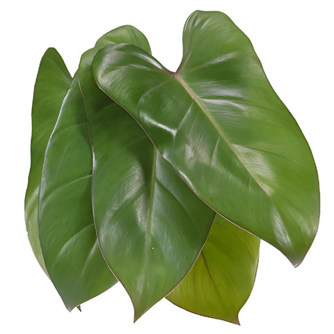 Phiesmeralda Tropical Greens