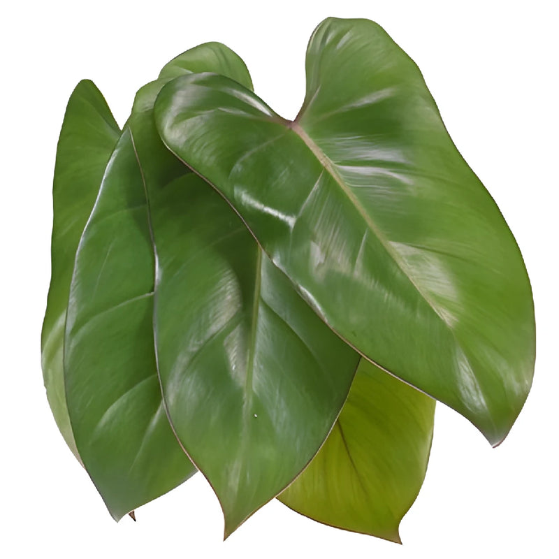 Phiesmeralda Tropical Greens