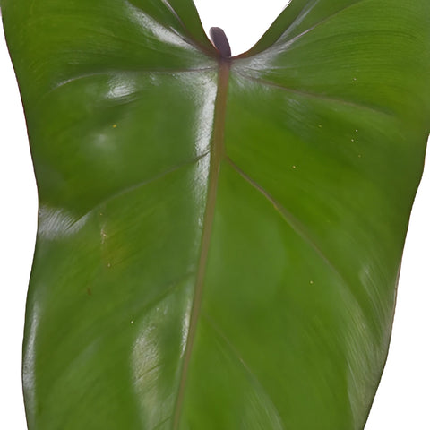 Phiesmeralda Tropical Greens