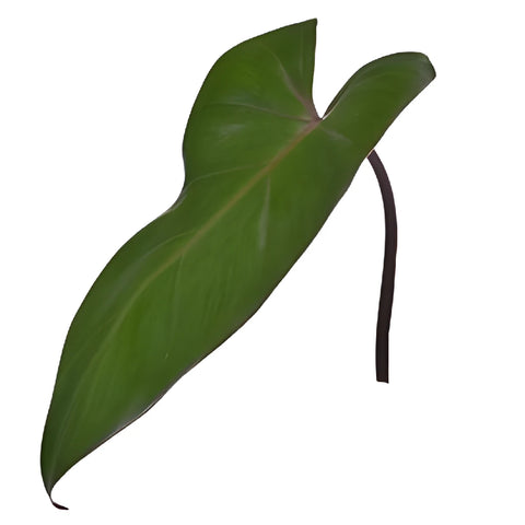 Phiesmeralda Tropical Greens