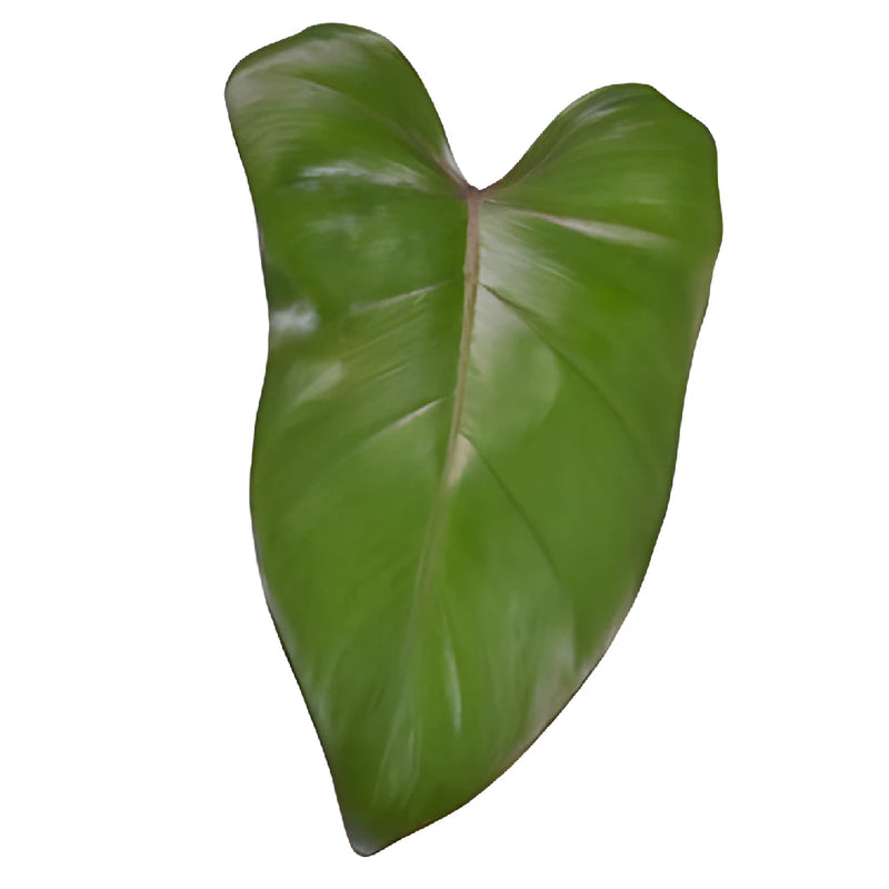 Phiesmeralda Tropical Greens