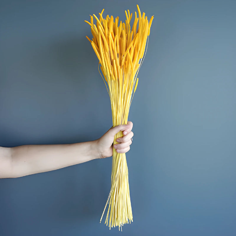 Yellow Dried Timothy Grass