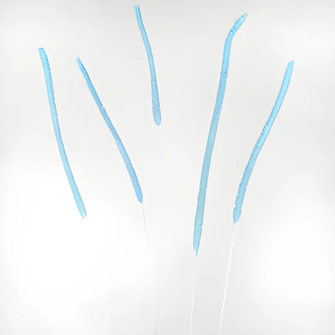 Light Blue Dried Timothy Grass