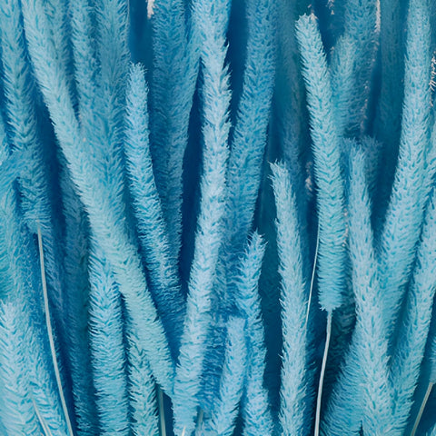 Light Blue Dried Timothy Grass