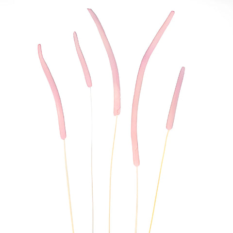 Blush Dried Timothy Grass