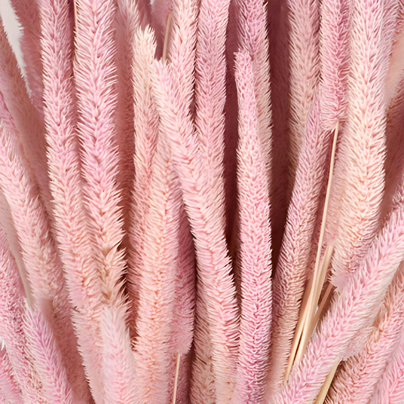 Blush Dried Timothy Grass