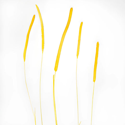 Yellow Dried Timothy Grass