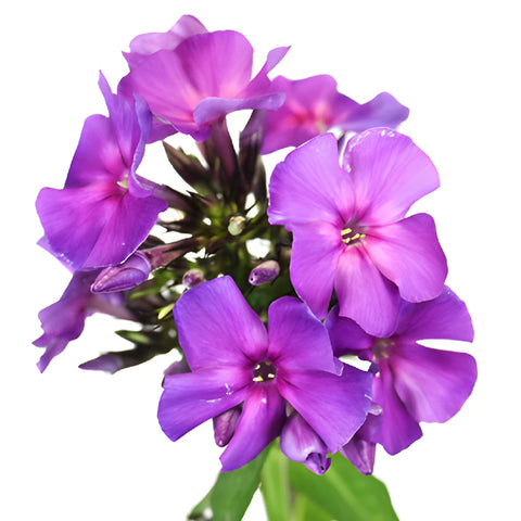 Purple Garden Phlox Flowers
