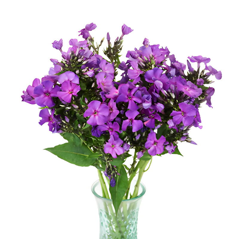 Purple Garden Phlox Flowers