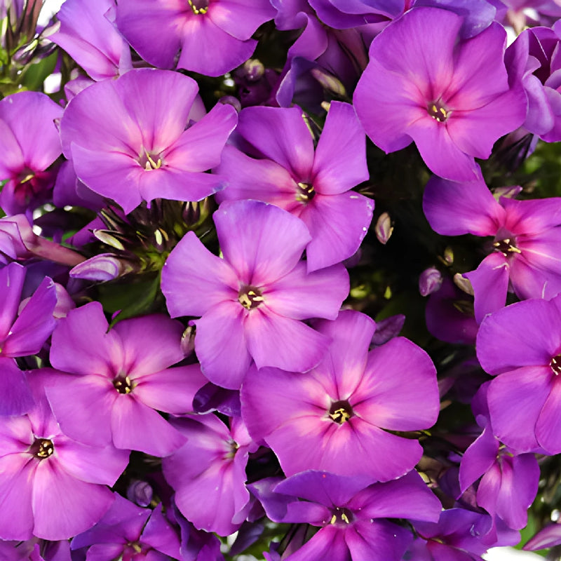 Purple Garden Phlox Flowers
