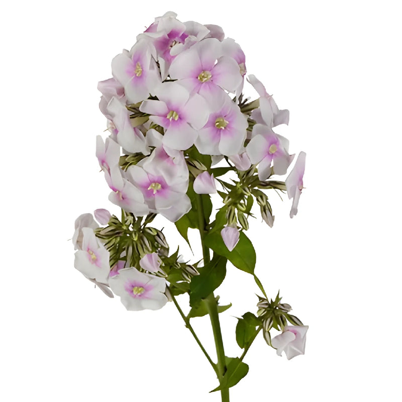 White Lavender Garden Phlox Flowers