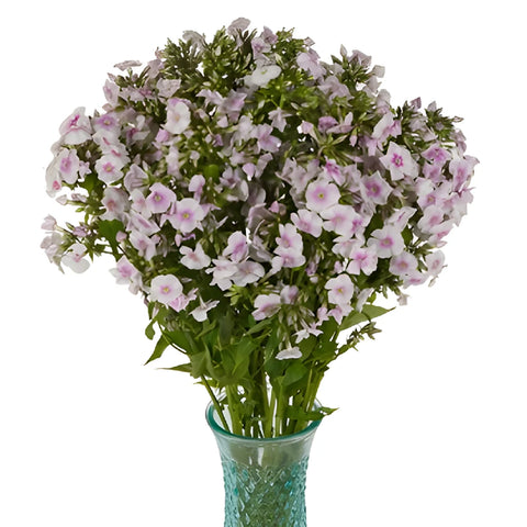 White Lavender Garden Phlox Flowers