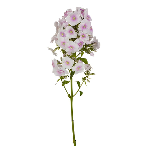 White Lavender Garden Phlox Flowers
