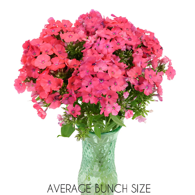 Hot Pink Garden Phlox Flowers