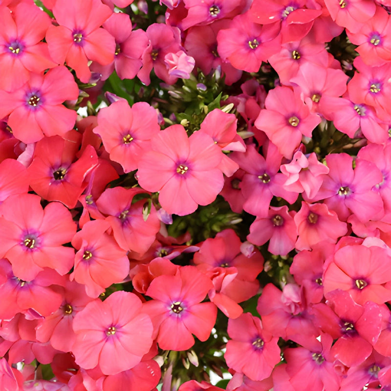 Hot Pink Garden Phlox Flowers