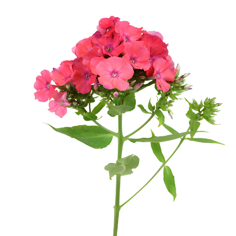 Hot Pink Garden Phlox Flowers