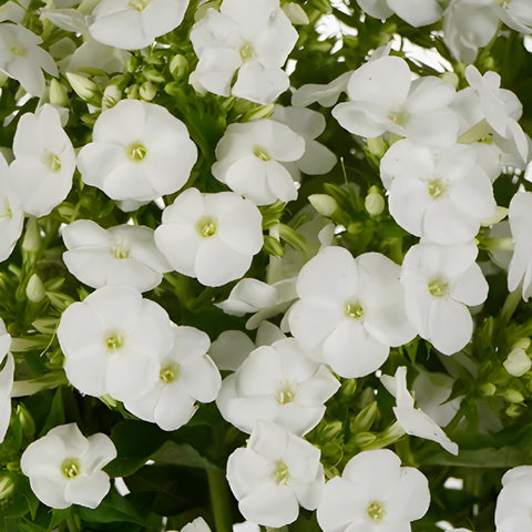 White Garden Phlox Flowers