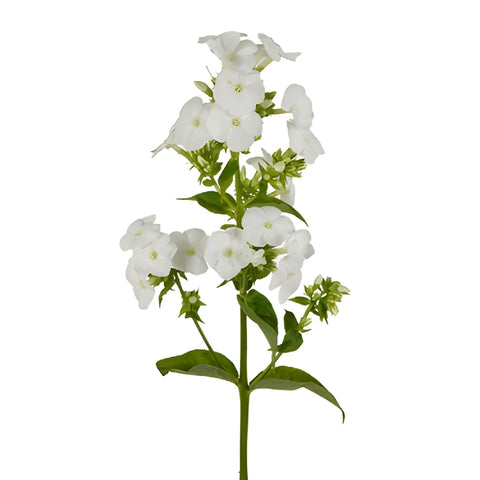 White Garden Phlox Flowers