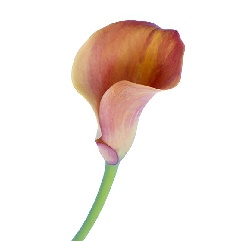 Hot Shot Orange Mini Calla Lily Flower