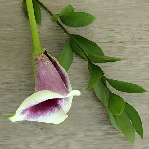 picasso calla lily plant Buy Wholesale Picasso Mini Calla Lily Centerpieces in Bulk