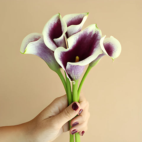Cream Purple Mini Calla Lily Flower
