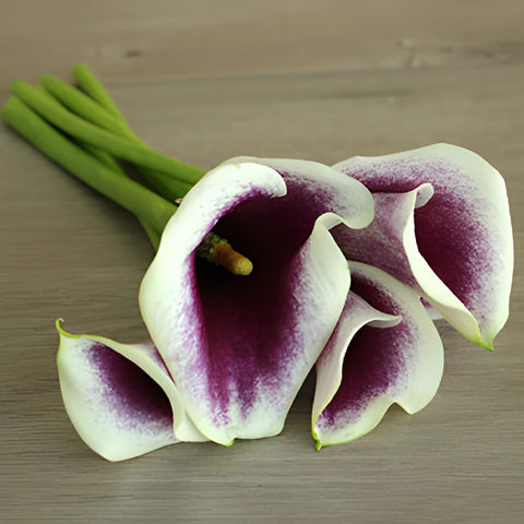 Cream Purple Mini Calla Lily Flower