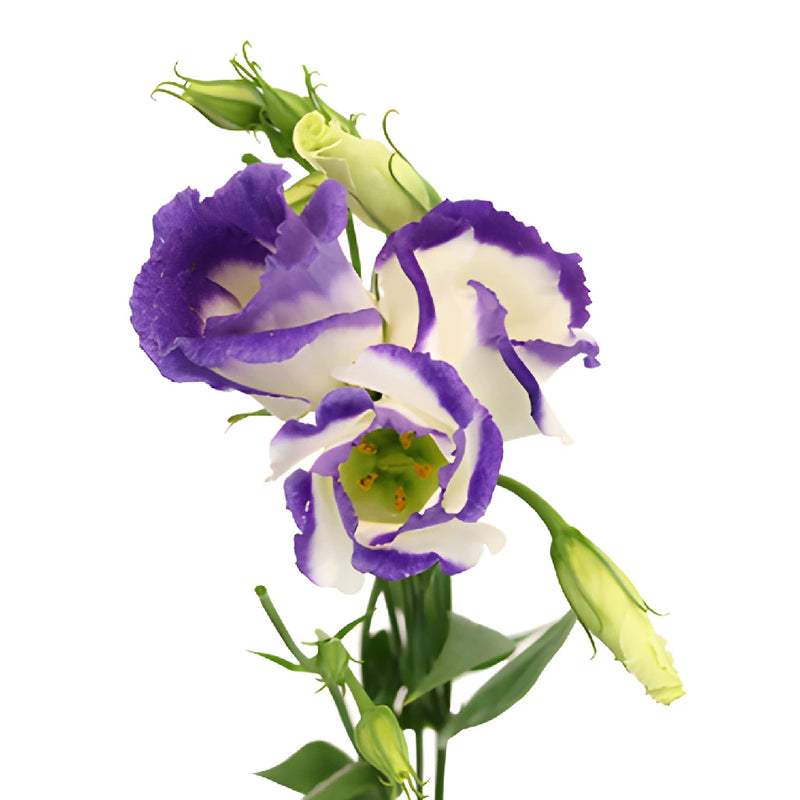 Piccolo Blue Single Lisianthus Wholesale Flower Bloom