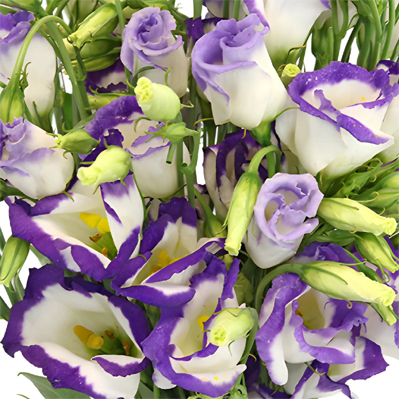 Piccolo Blue Single Lisianthus Wholesale Flower Upclose