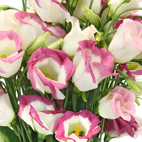 Piccolo Hot Lip Single Lisianthus Wholesale Flower Upclose
