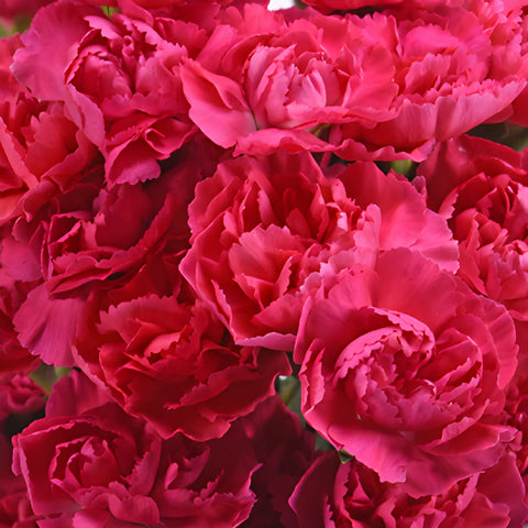 Hot Pink Mini Carnation Flowers