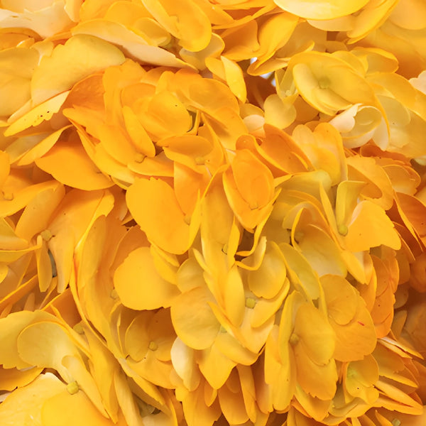 Buy Wholesale Pineapple Fizz Airbrushed Yellow Hydrangea Flower in