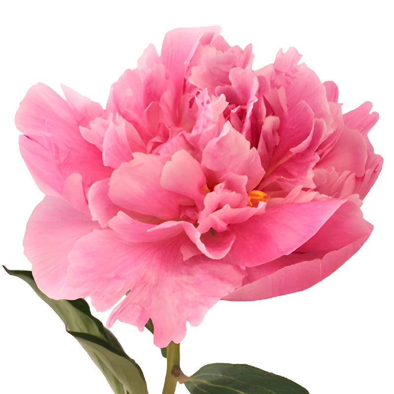 Pink Alex Flemming Peony Side Stem View