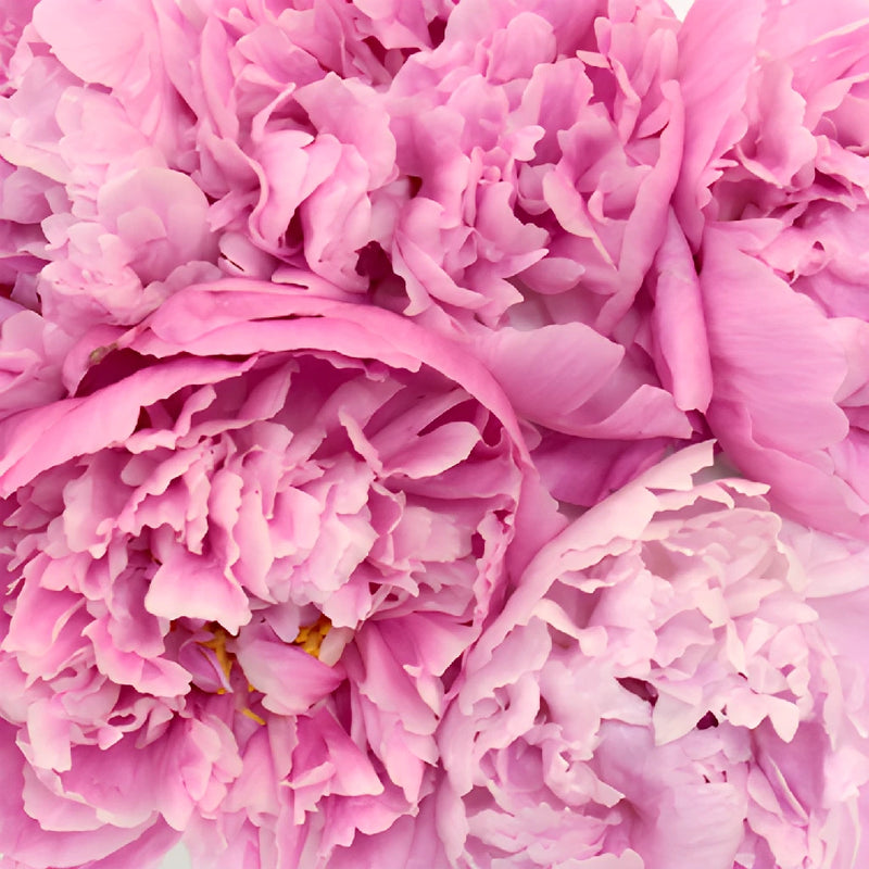 Pink Alex Flemming Peonies up close